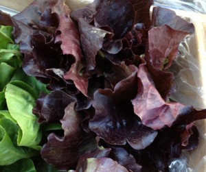 Red leaf lettuce - great with raspberry balsamic vinegar!