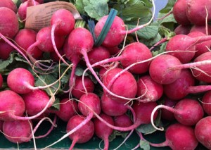 Red, Red Radishes!